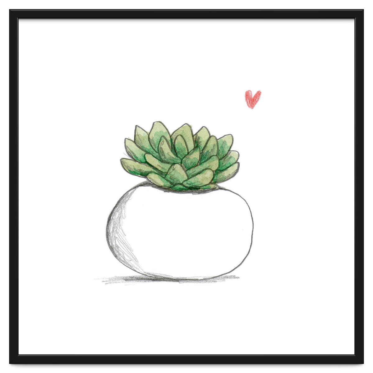 Succulent in Small White Planter