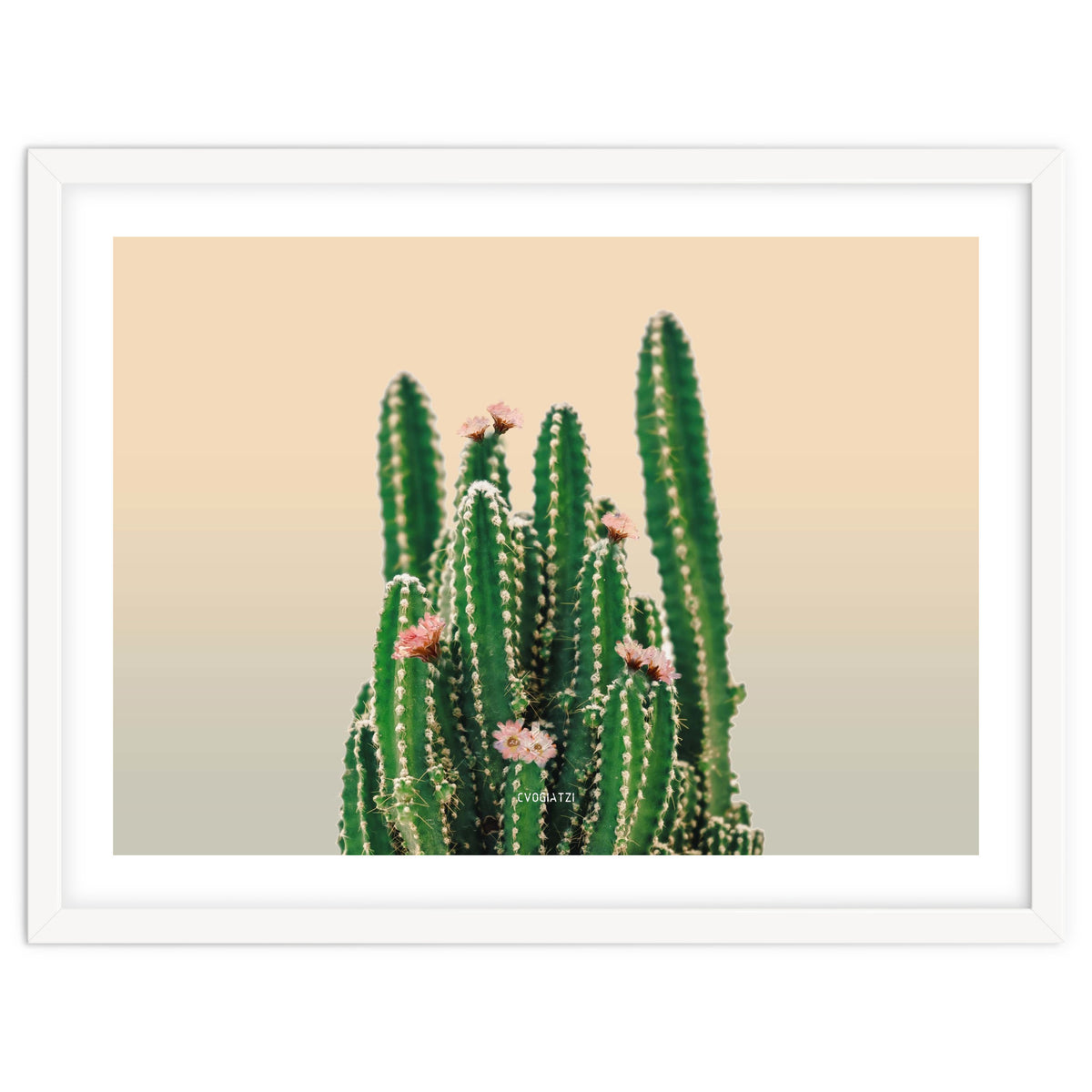 Flowered Cactus