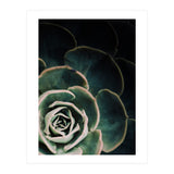 Darkside Of Succulents 4-C (Print Only) thumbnail