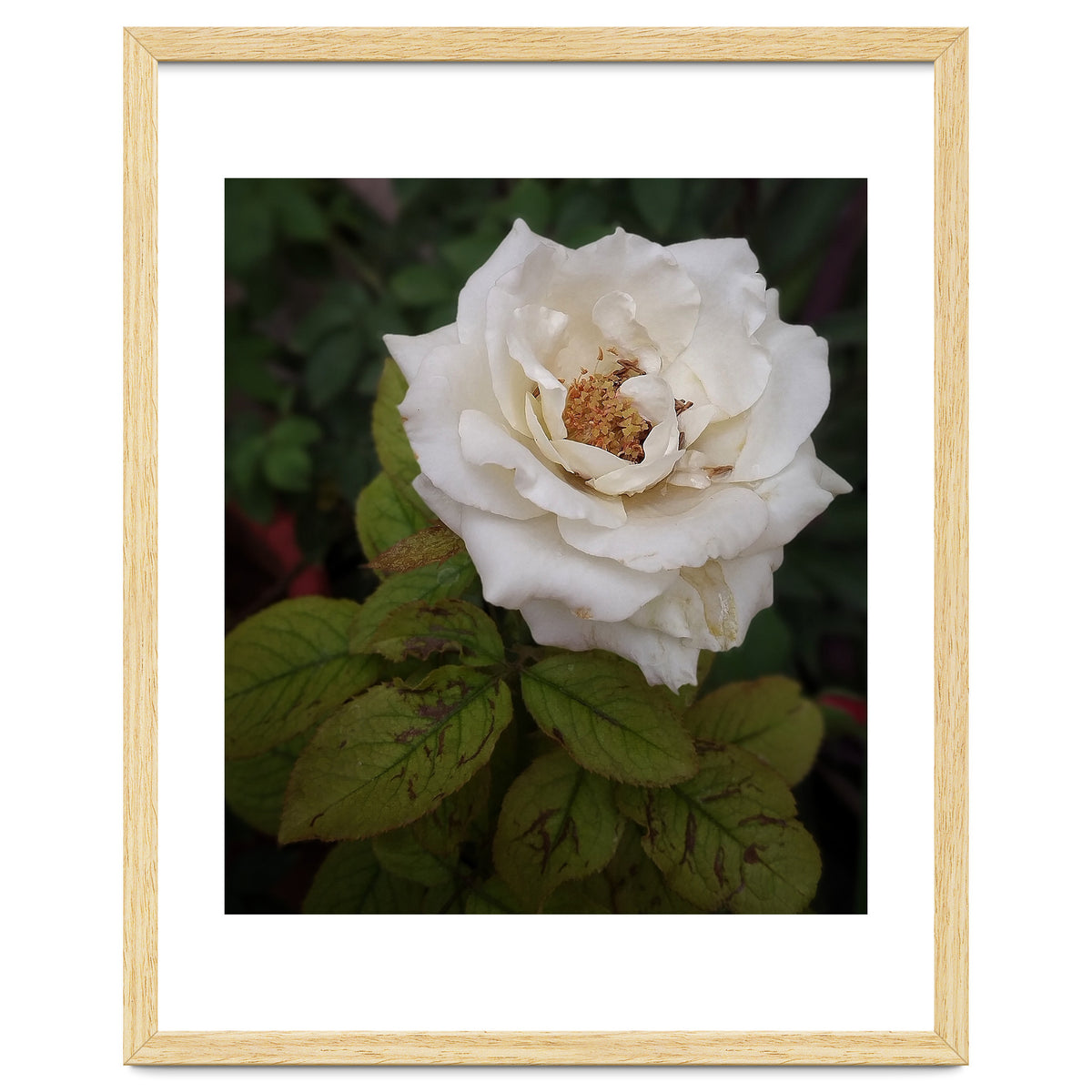 Fabulous White Rose Garden