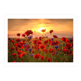 Poppies Sunset (Print Only) thumbnail