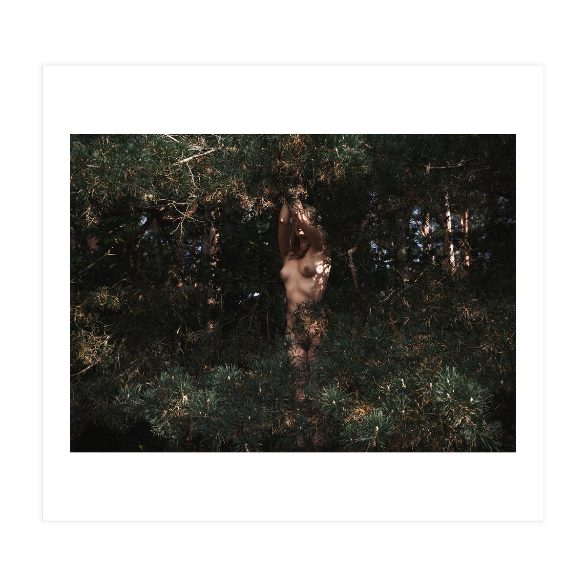 The Eyes of the Forest (Print Only)