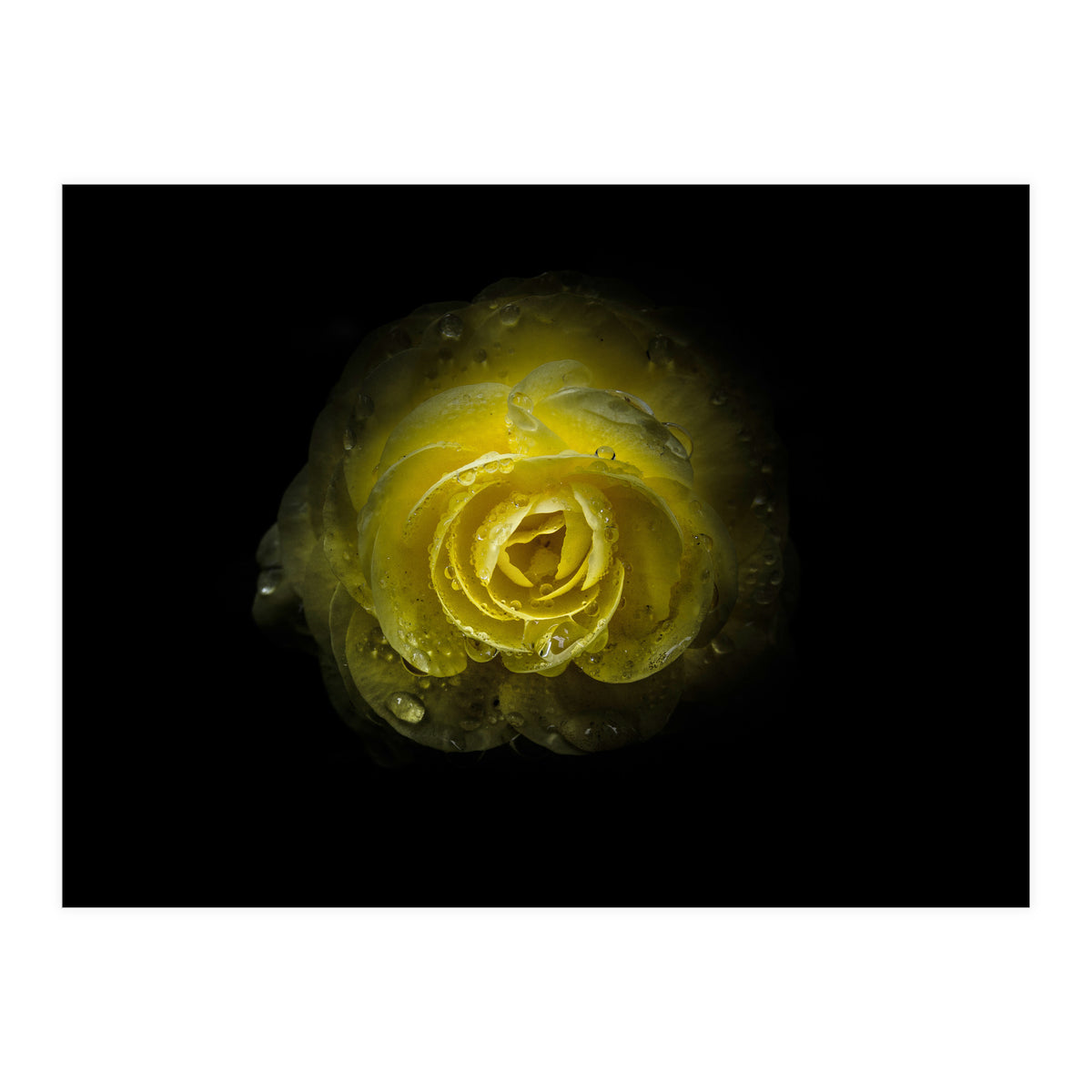 Backyard Flowers 64 Color Version (Print Only)