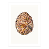 Cc Shell 03 (Print Only) thumbnail