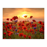 Poppies Sunset (Print Only)