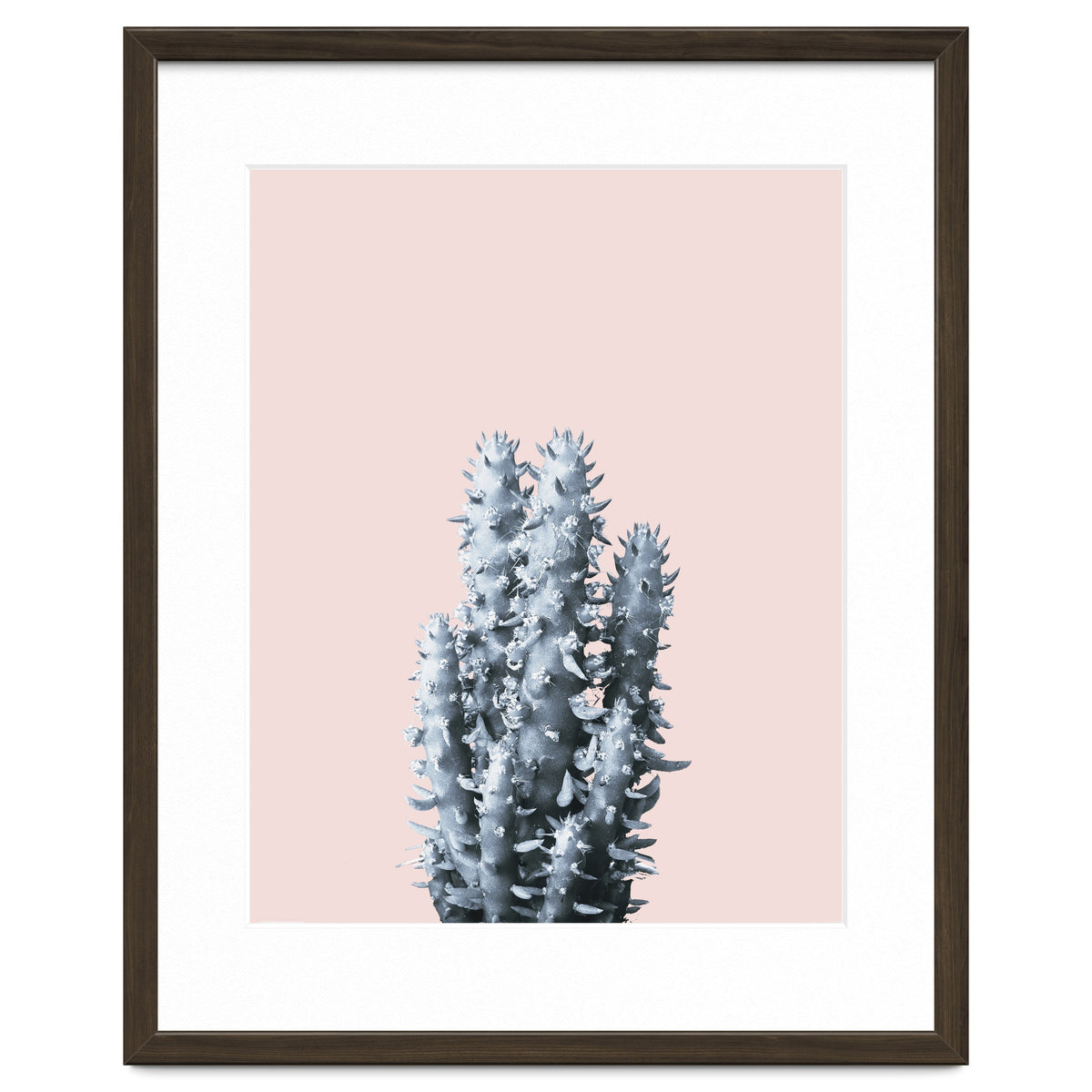 Cactus collection BL-III