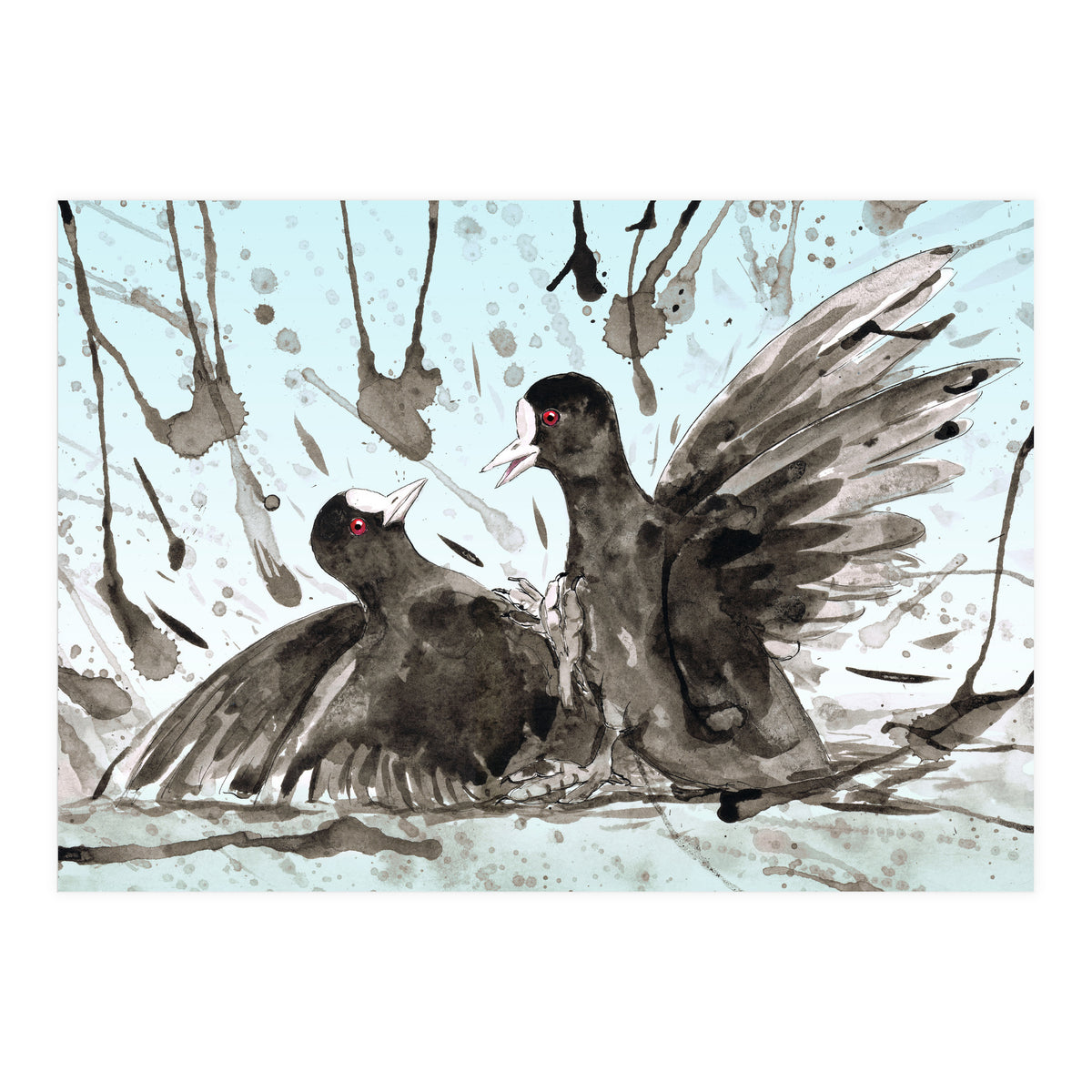 Fighting coots (Print Only)