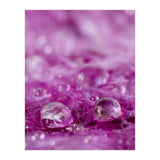 Drops in feathers (Print Only) thumbnail