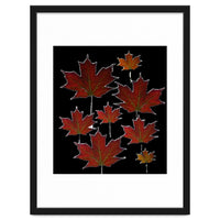 Red Autumn Leaves on Black Ground.