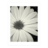 Simplicity  (Print Only) thumbnail