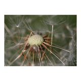 Dandelion Seeds (Print Only) thumbnail