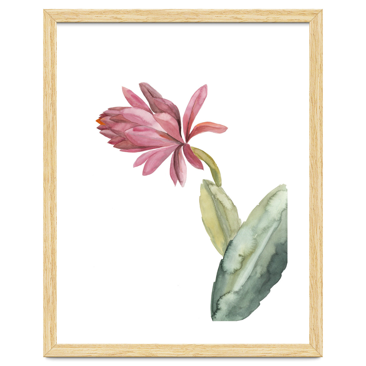 Botanical Illustration Pink Cactus Flower