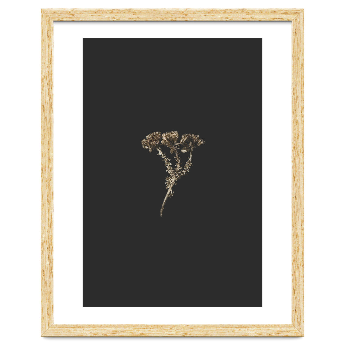 Gold Burst Botanicals