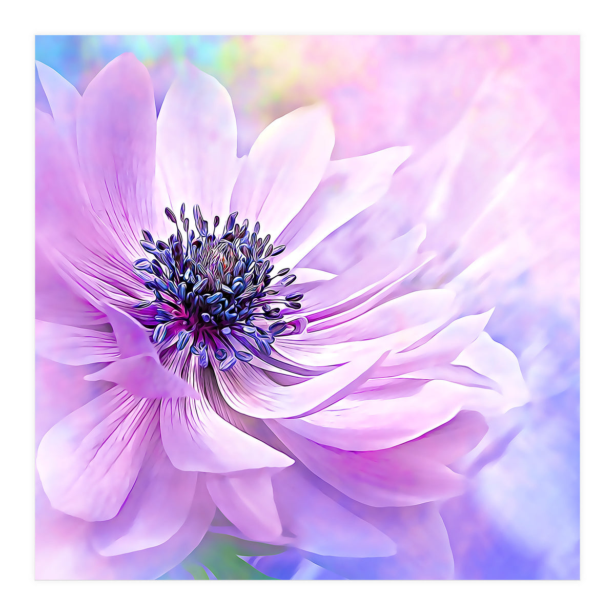 Wispy Purple Anemone (Print Only)