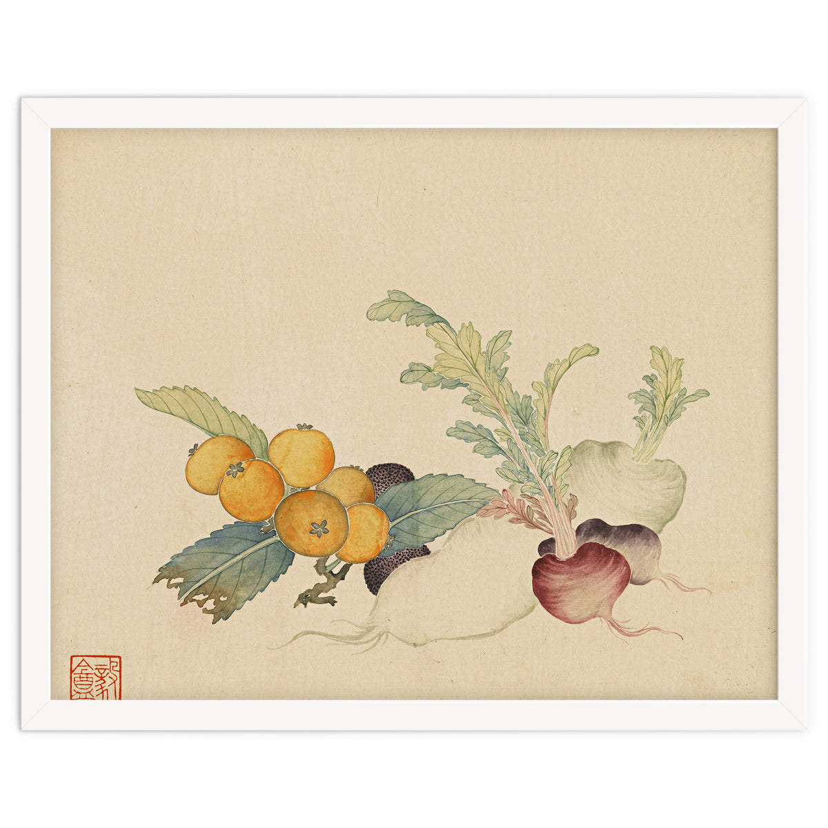 Wang Chengpi~flowers And Vegetables, Vegetables, Fruits, Loquat, White Radish, Carrot, Radish