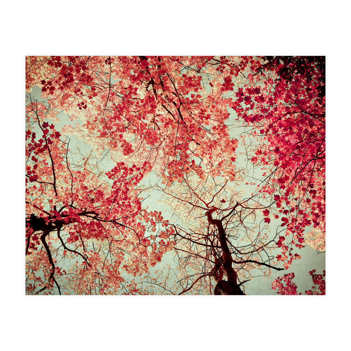 Scarlet (Print Only)