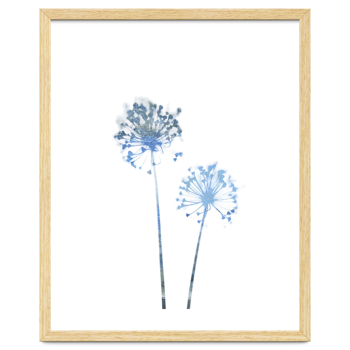 Blue Dandelion