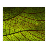 Leaf (Print Only) thumbnail