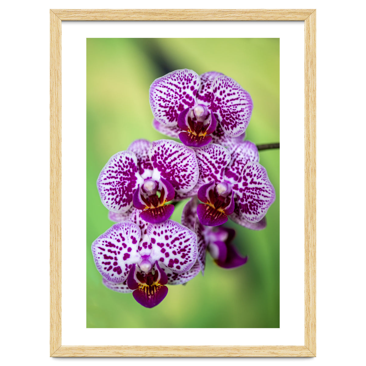 Orchidee Flower