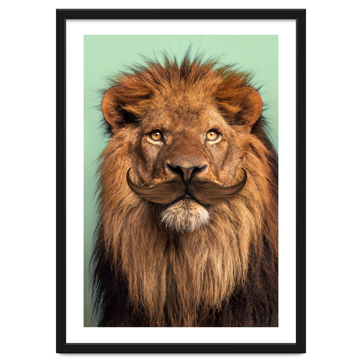 Bearded Lion