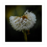 Dandelion with Raindrops (Print Only) thumbnail