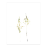 Neutral Astilbe (Print Only) thumbnail