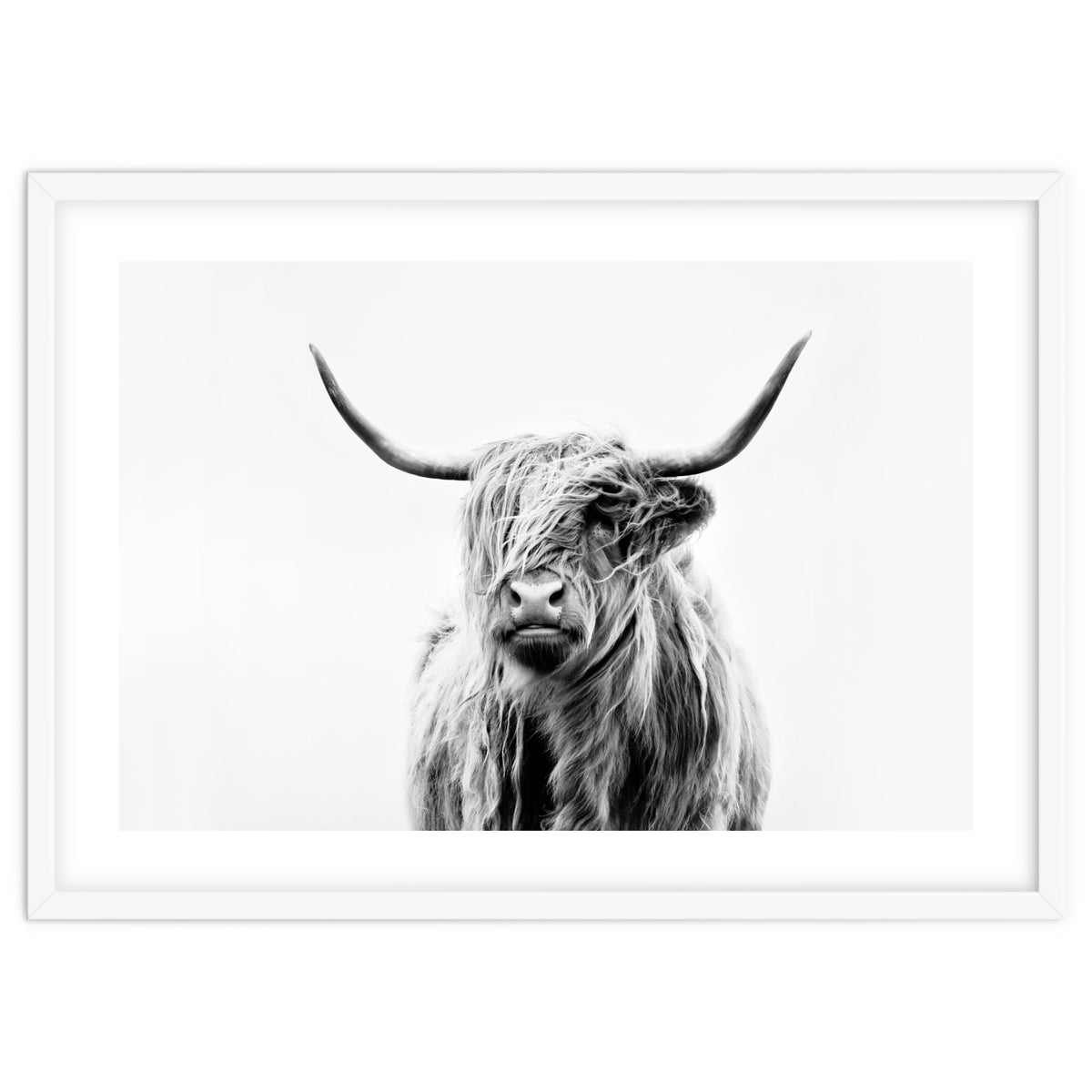 Portrait of a Highland Cow II