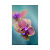 Orchidee (Print Only) thumbnail