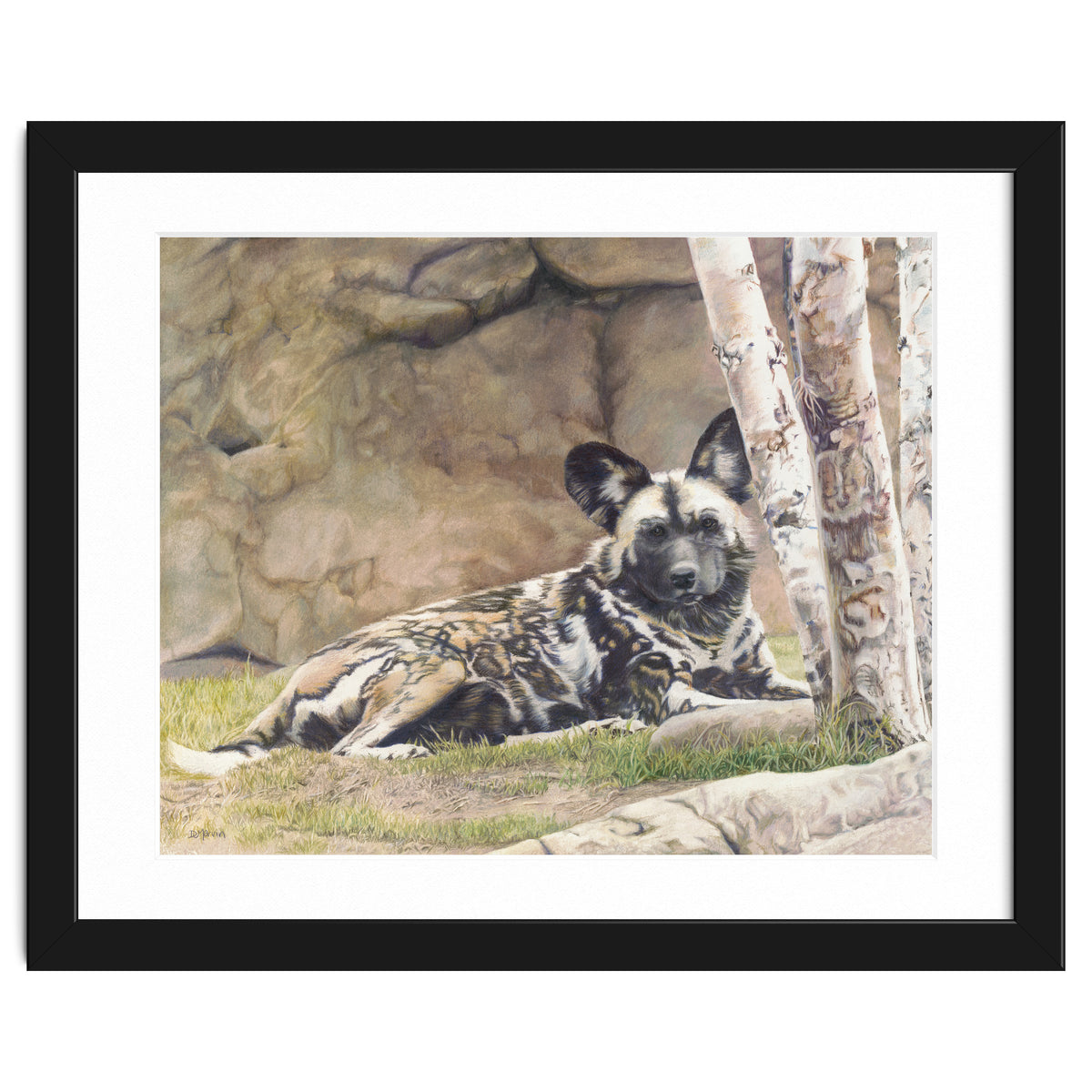 Afican Painted Dog IV - Imara
