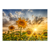 Lovely sunflowers in sunset (Print Only) thumbnail