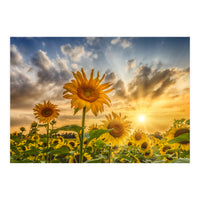 Lovely sunflowers in sunset (Print Only)
