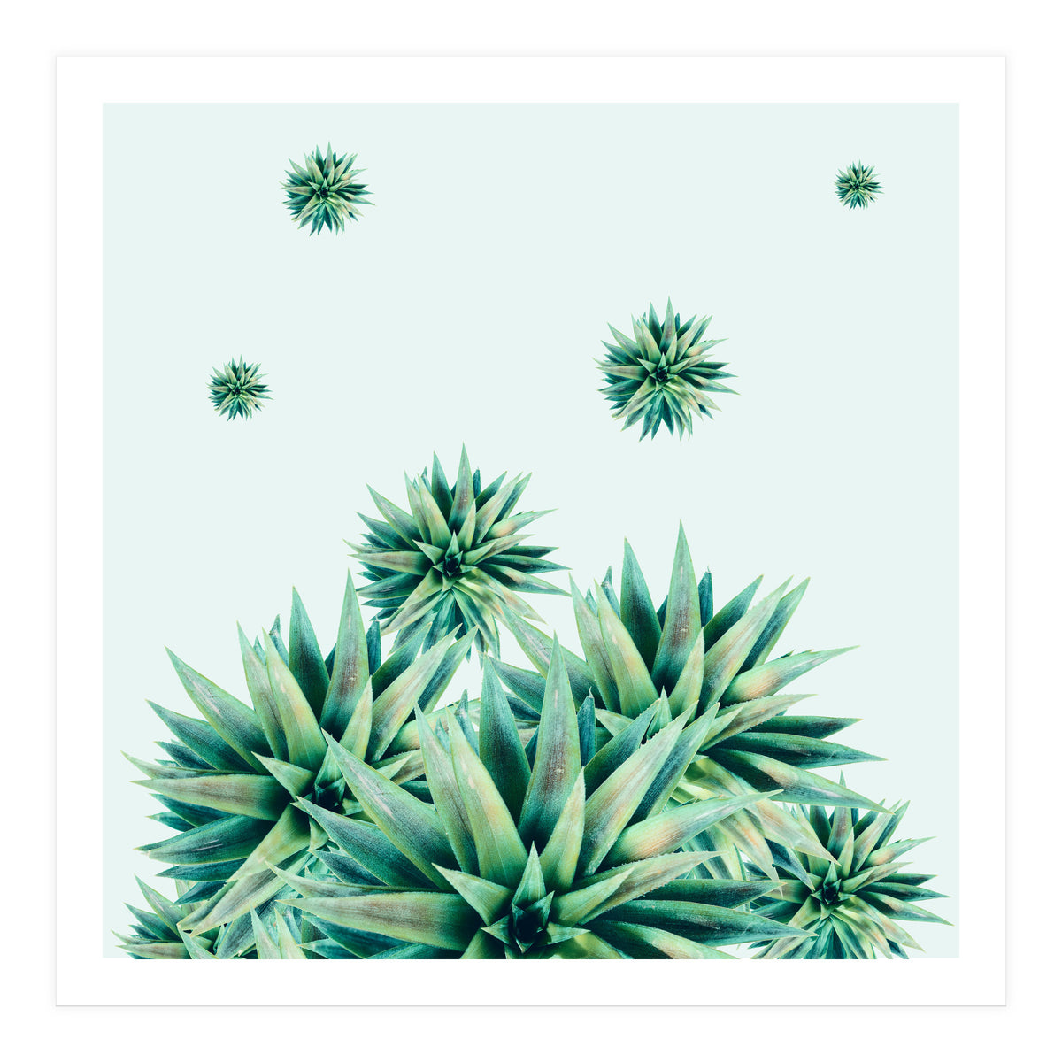 Tropical Stars (Print Only)