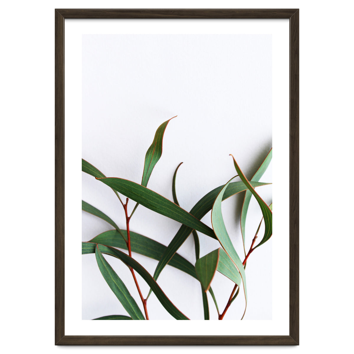 Green Eucalyptus leaves