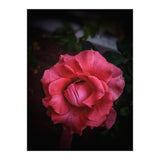 Red-Orange Rose (Print Only) thumbnail