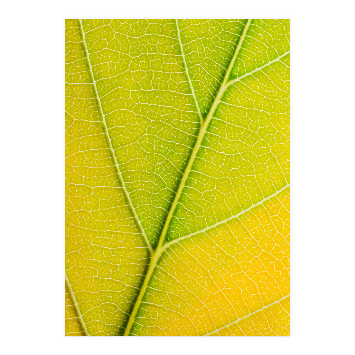 Autumn Leaf (Print Only)