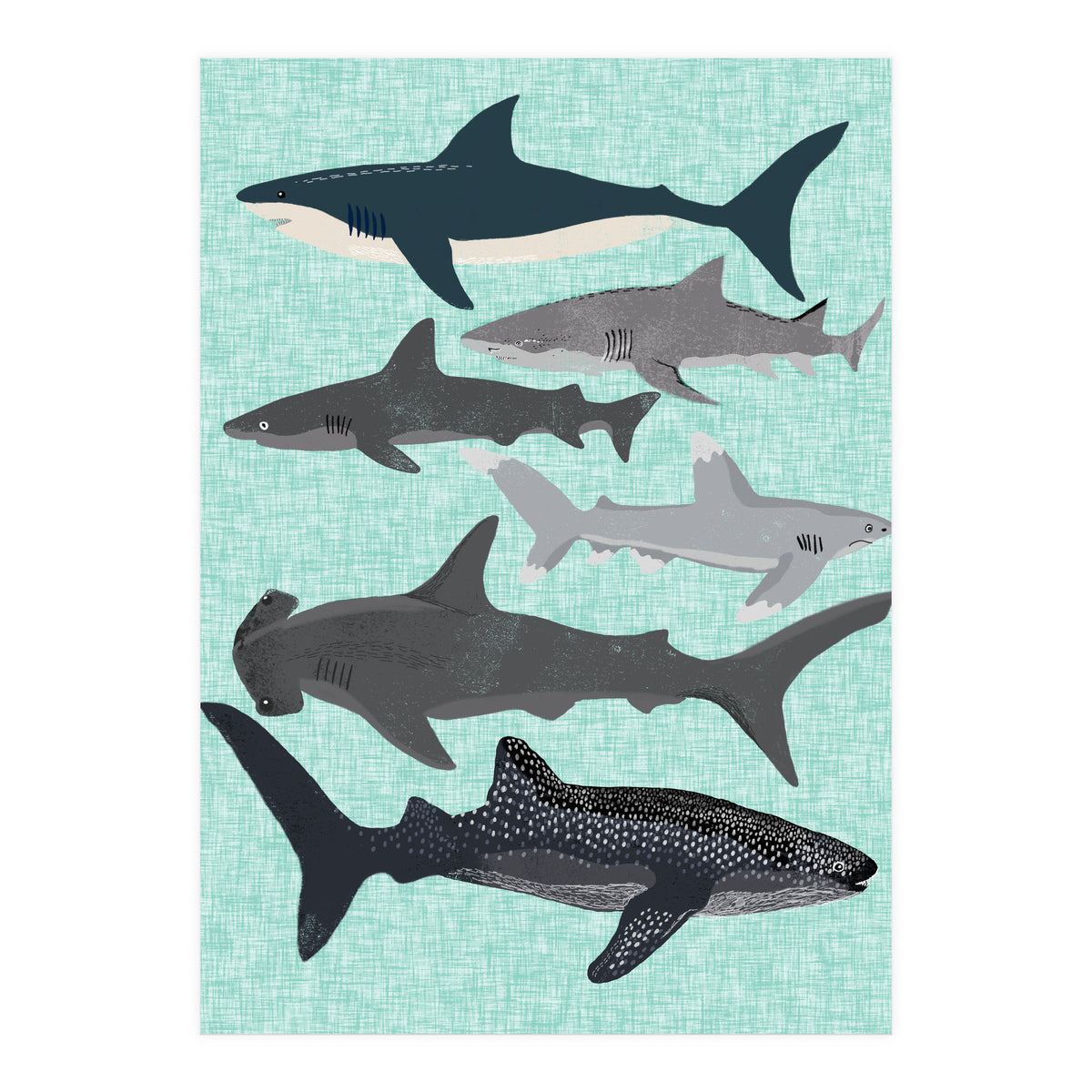 Sharks (Print Only)
