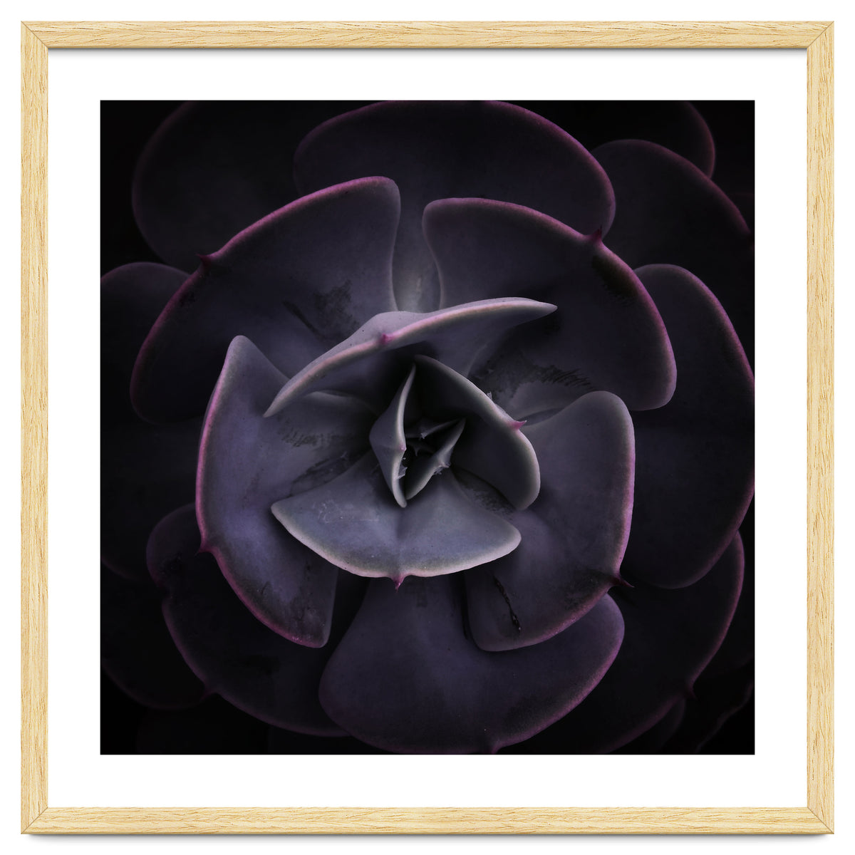 DARKSIDE OF SUCCULENTS VIII