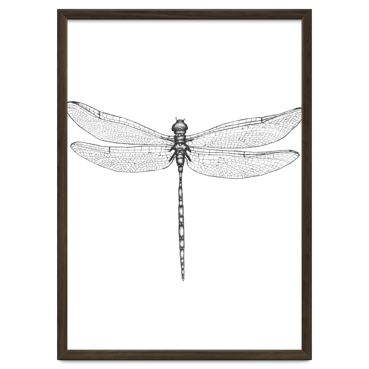Dragonfly Wings