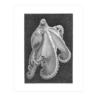 Octopus no. 2 (Print Only)