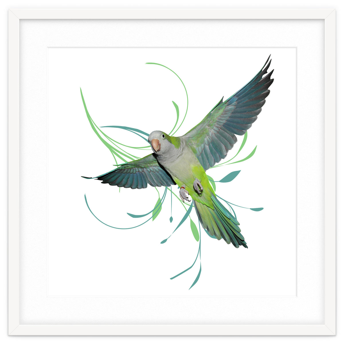 Flying quaker parrot