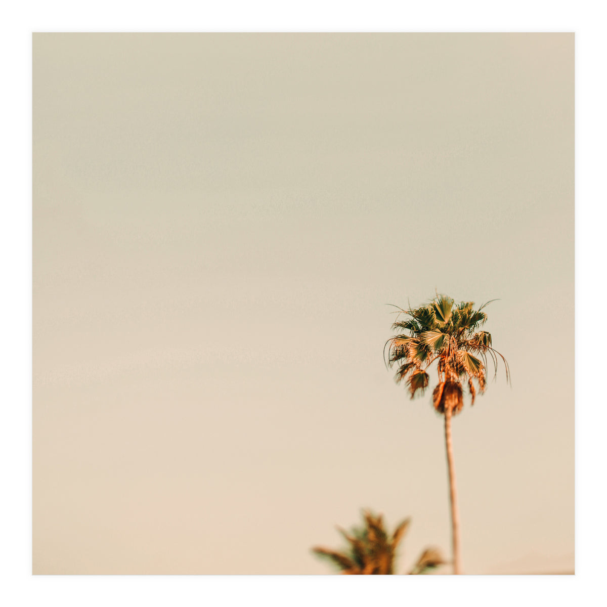 Minimal Palms  (Print Only)