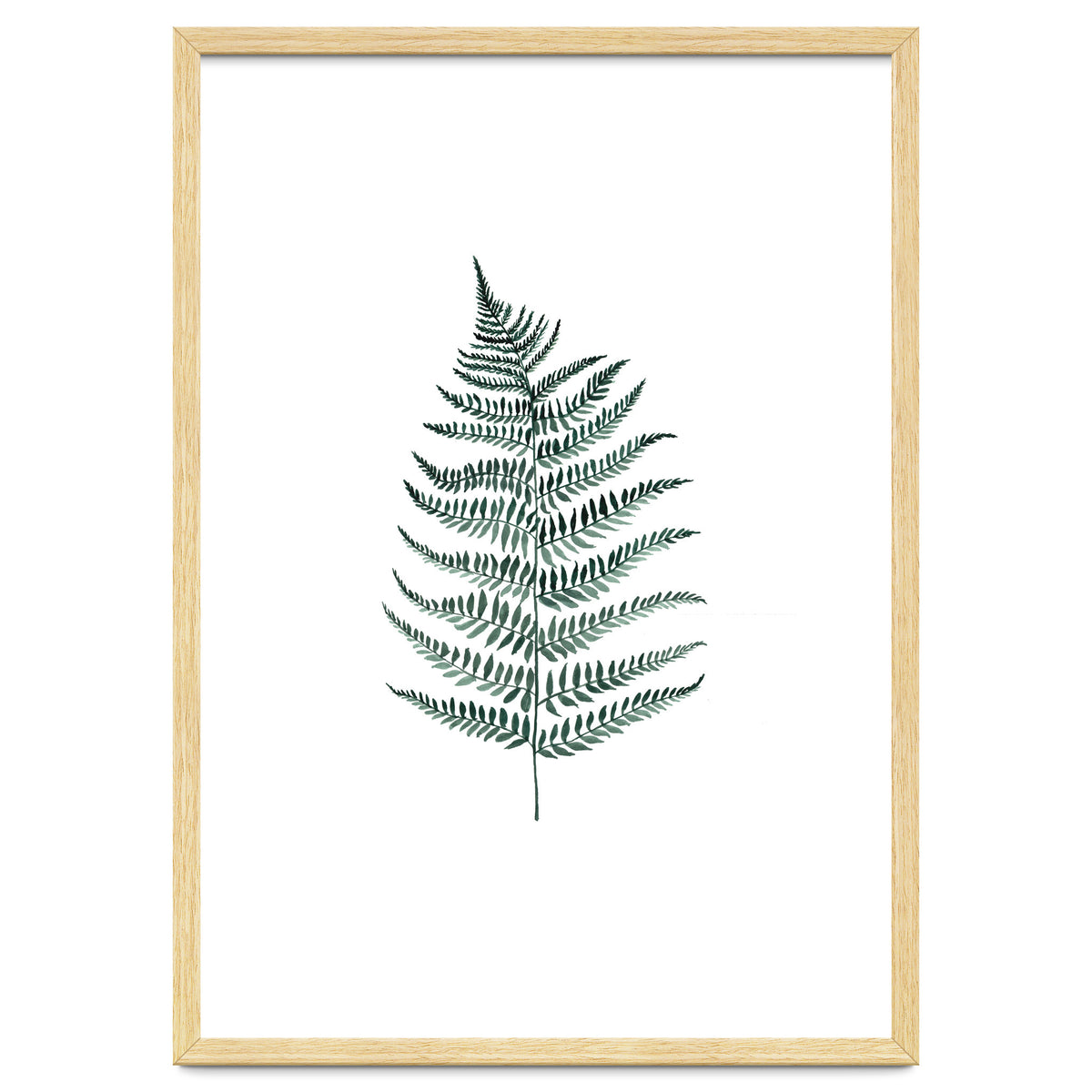 Botanical Illustration Silverfern