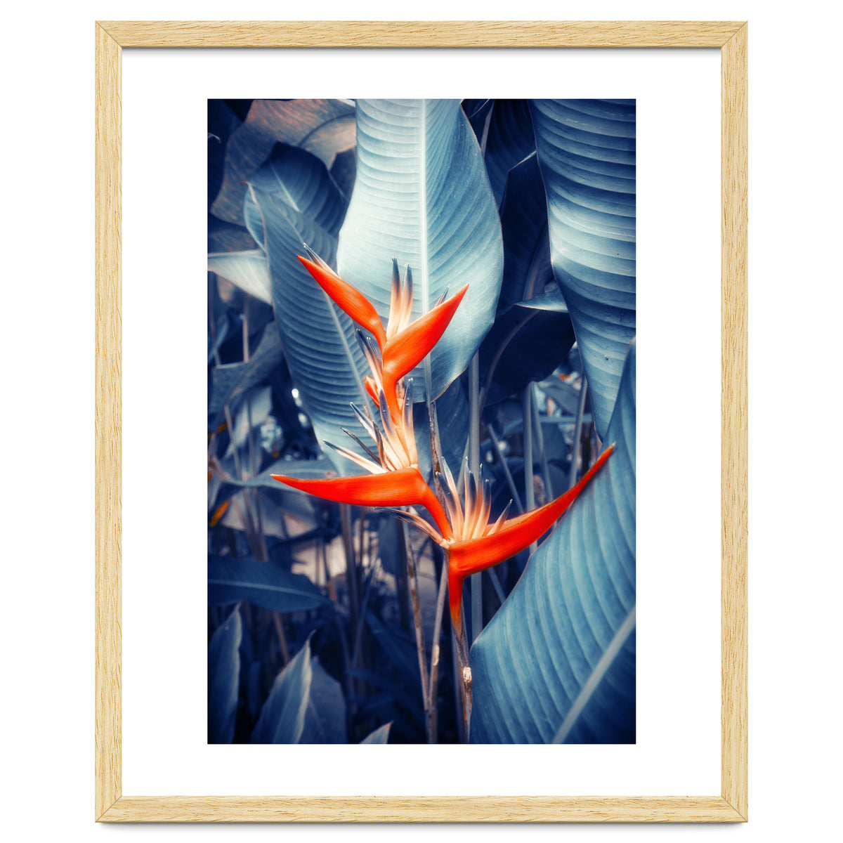 Parakeet Tropical Flower