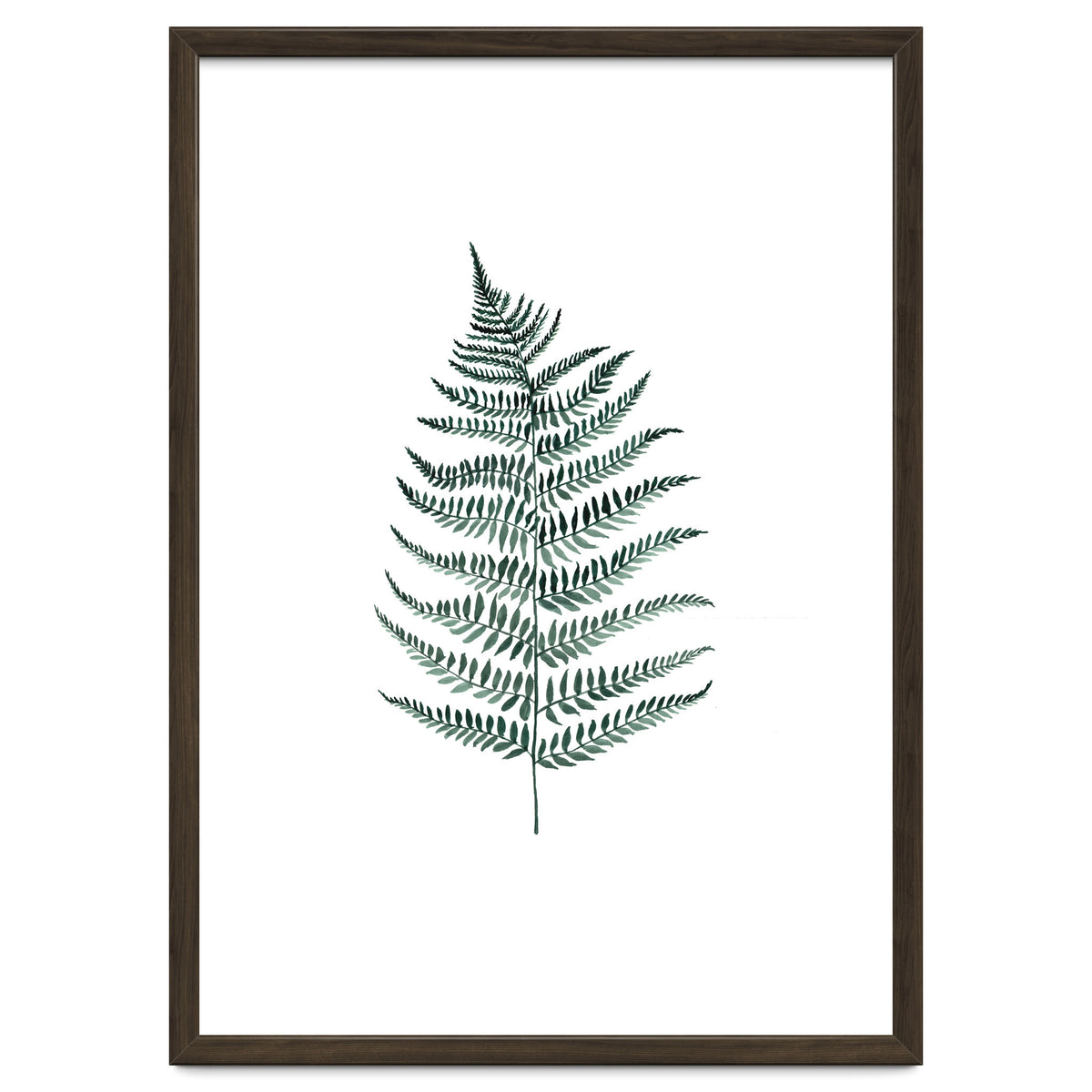 Botanical Illustration Silverfern