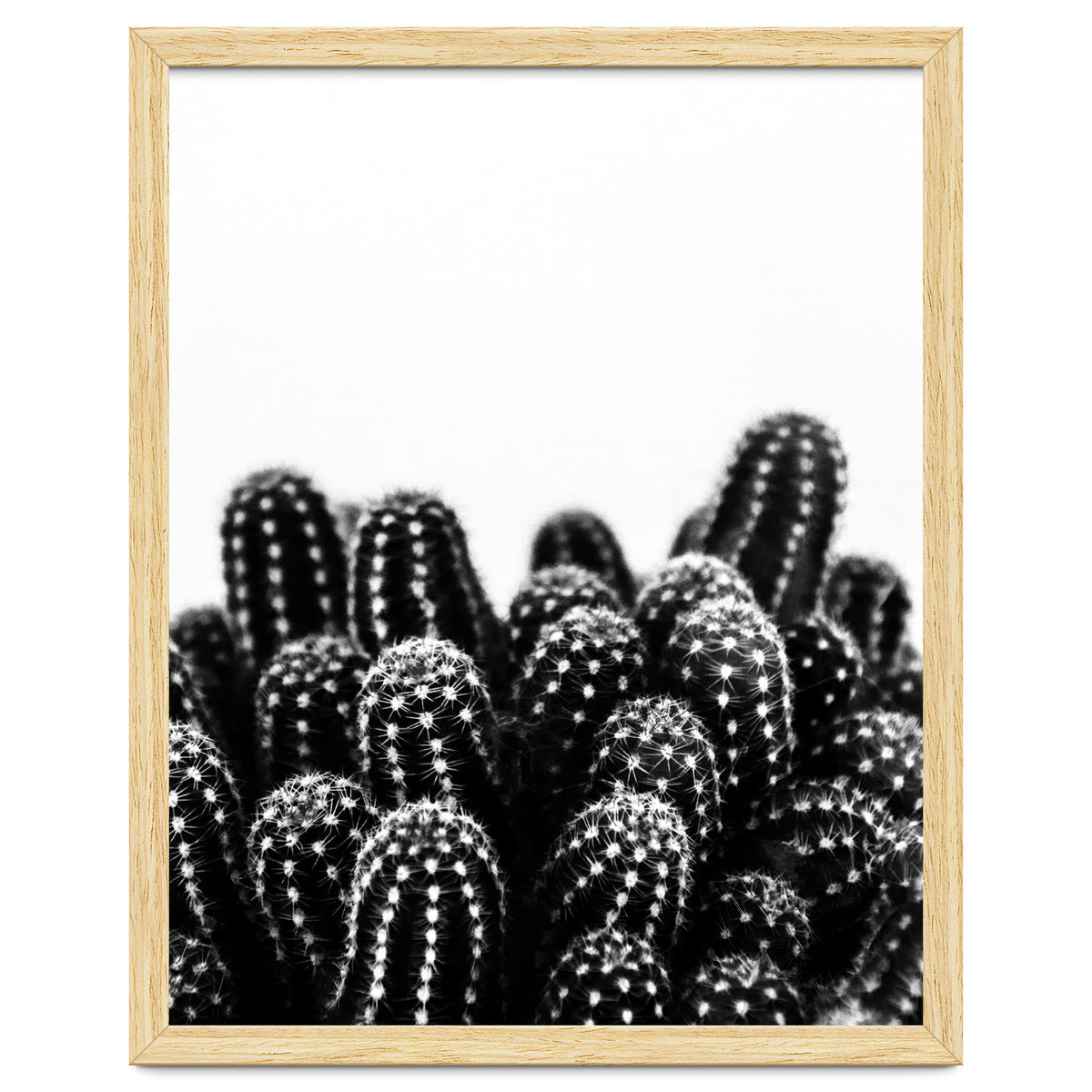 cactus nature X
