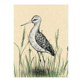 Black-tailed godwit in the grass (Print Only) thumbnail