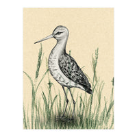 Black-tailed godwit in the grass (Print Only)