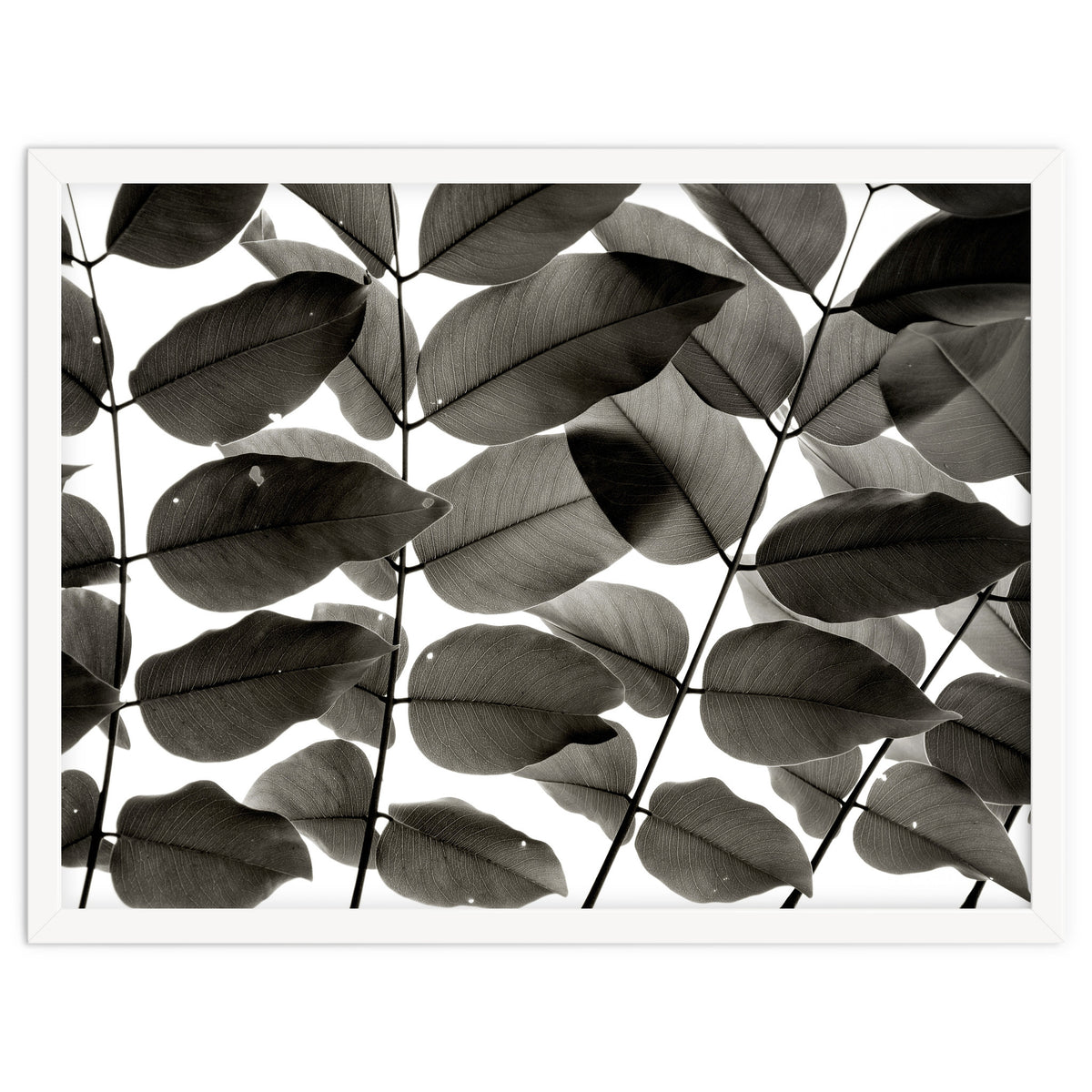 Branches and Leaves I