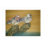 Mandarin Ducks (Print Only) thumbnail