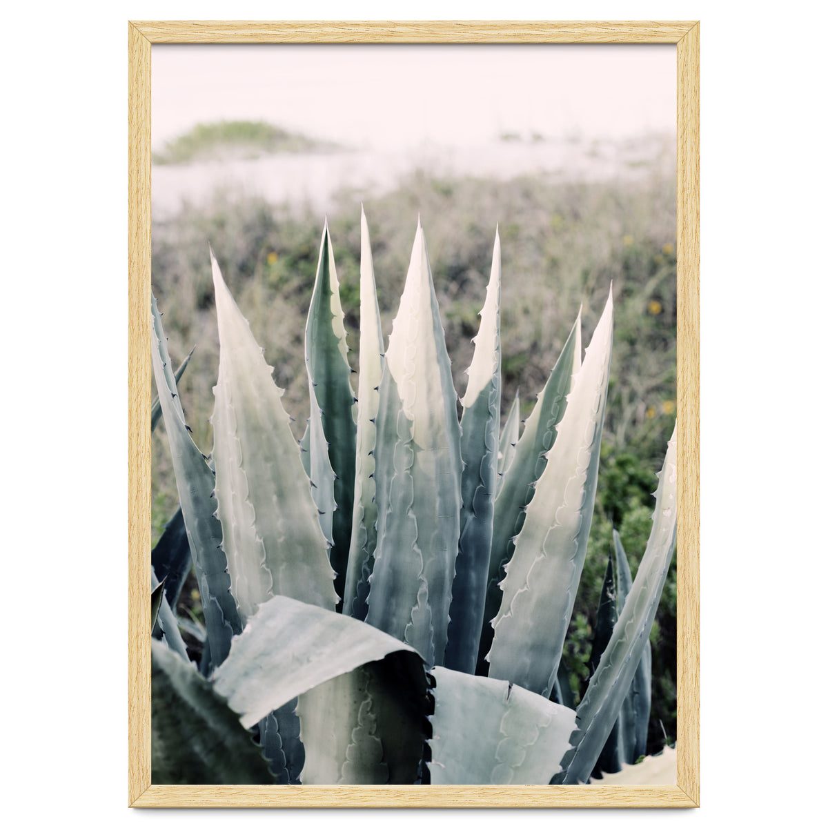 Pale Agave